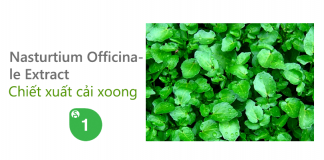 Công dụng Cải Lách Xoong